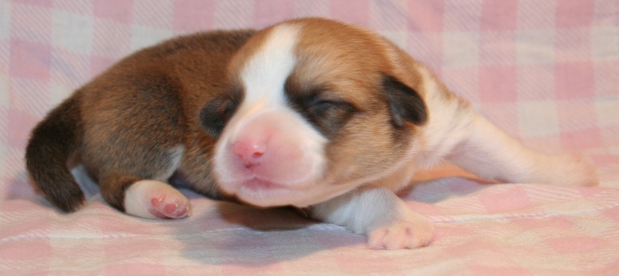 Puppies